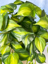 UV Protect Real Touch Philo Bush