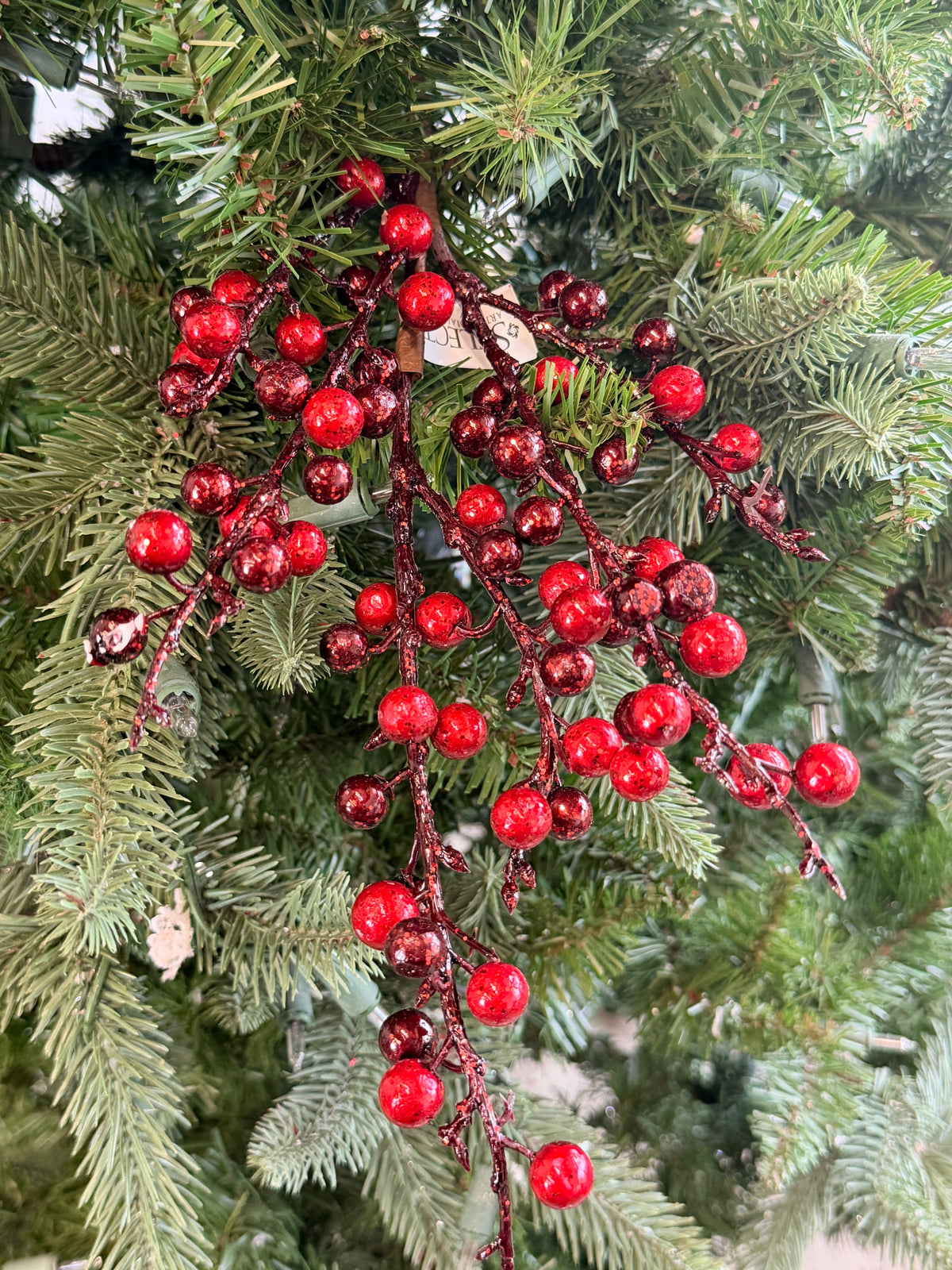 Burgundy Ilex Berry Pick