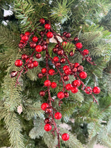 Burgundy Ilex Berry Pick