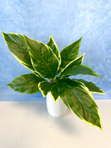 UV Protect Garden Hosta Bush