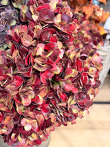 Deep Red Hydrangea Stem