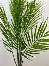 Green Palm Bush
