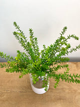 Green Journey Sedum Spray