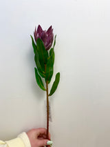 Plum King Protea Spray