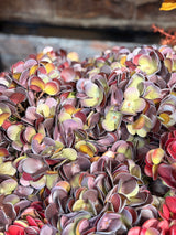 Warm Plum Hydrangea Stem