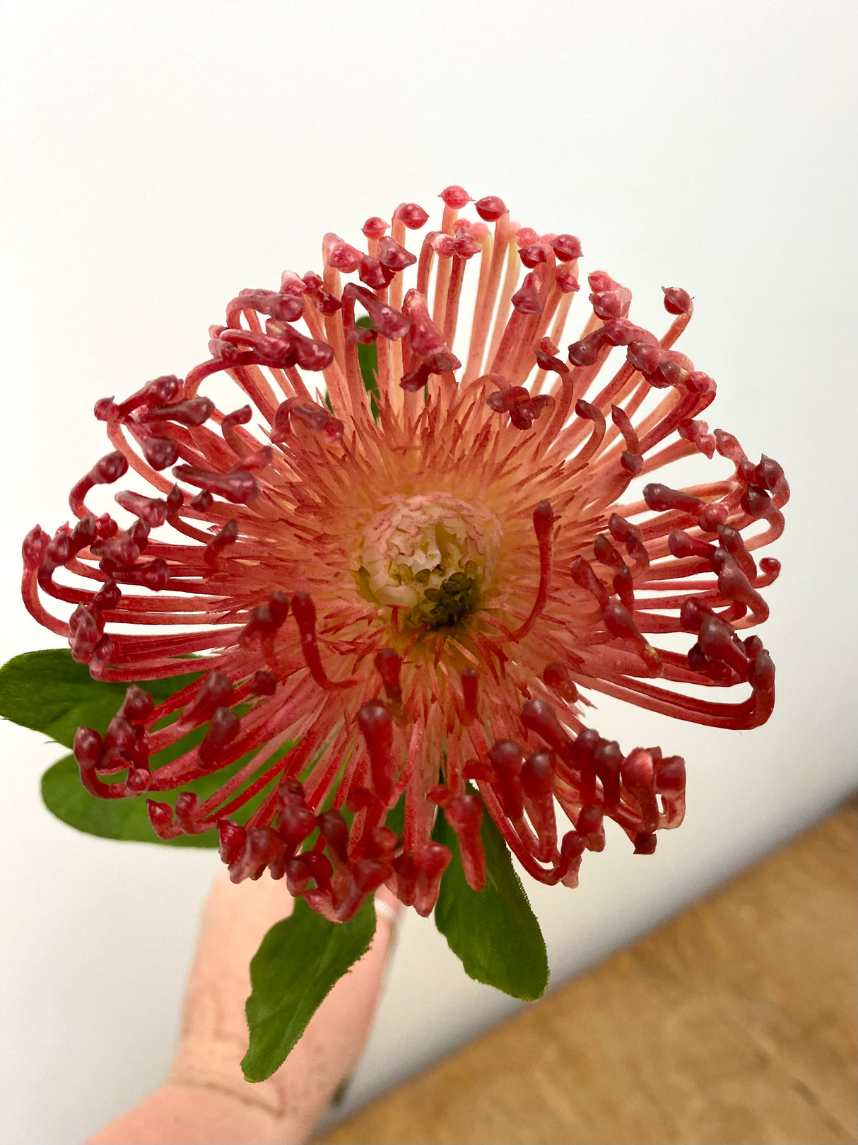 Red Open Needle Protea Spray