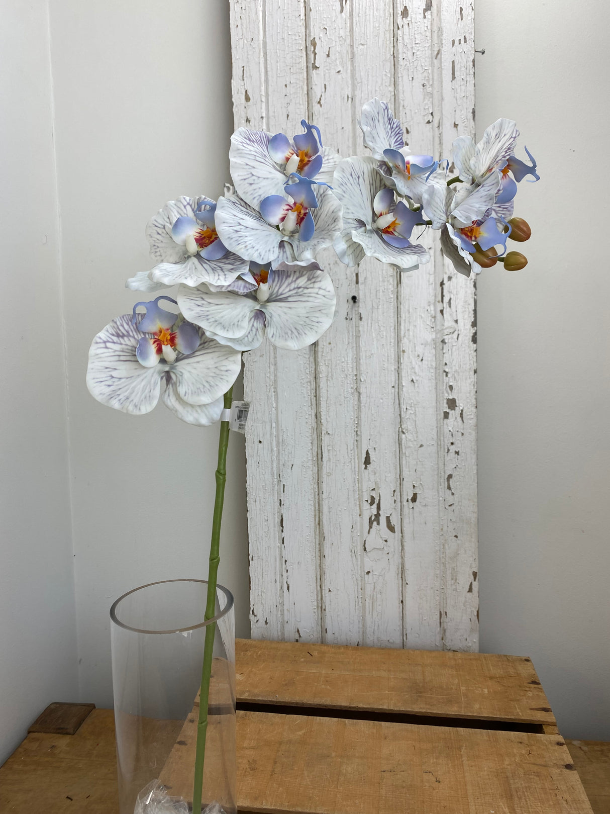 Blue Phalaenopsis Orchid Spray