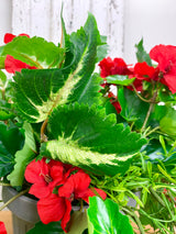 15" UV Protect Red Draping Geranium Pot-filler