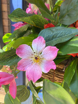 23" Summer Tropical Breeze Hanging Basket
