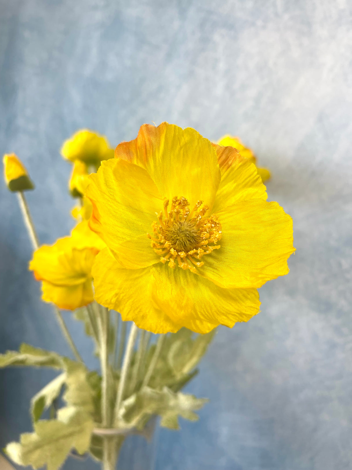 Yellow Poppy Spray