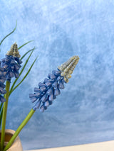Blue Muscari Bundle