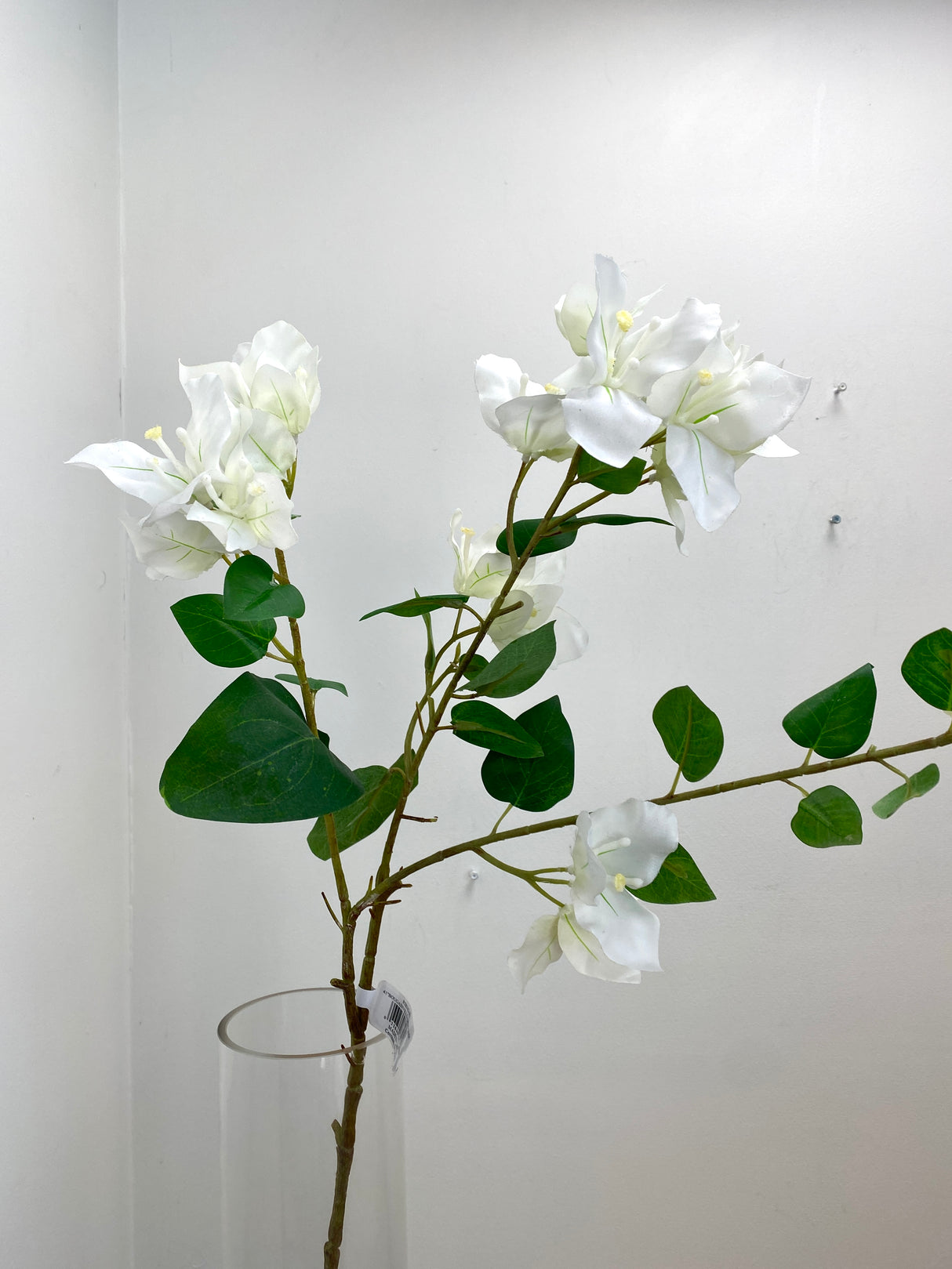 Greenhouse Cream Bougainvillea Spray