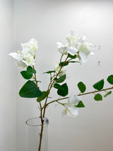Greenhouse Cream Bougainvillea Spray