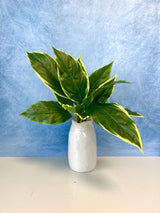 UV Protect Garden Hosta Bush