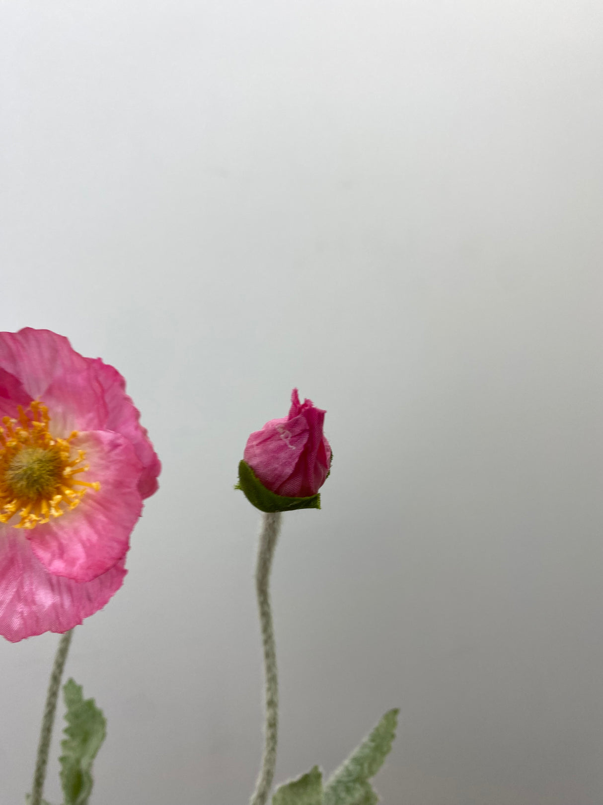 Pink Poppy Spray