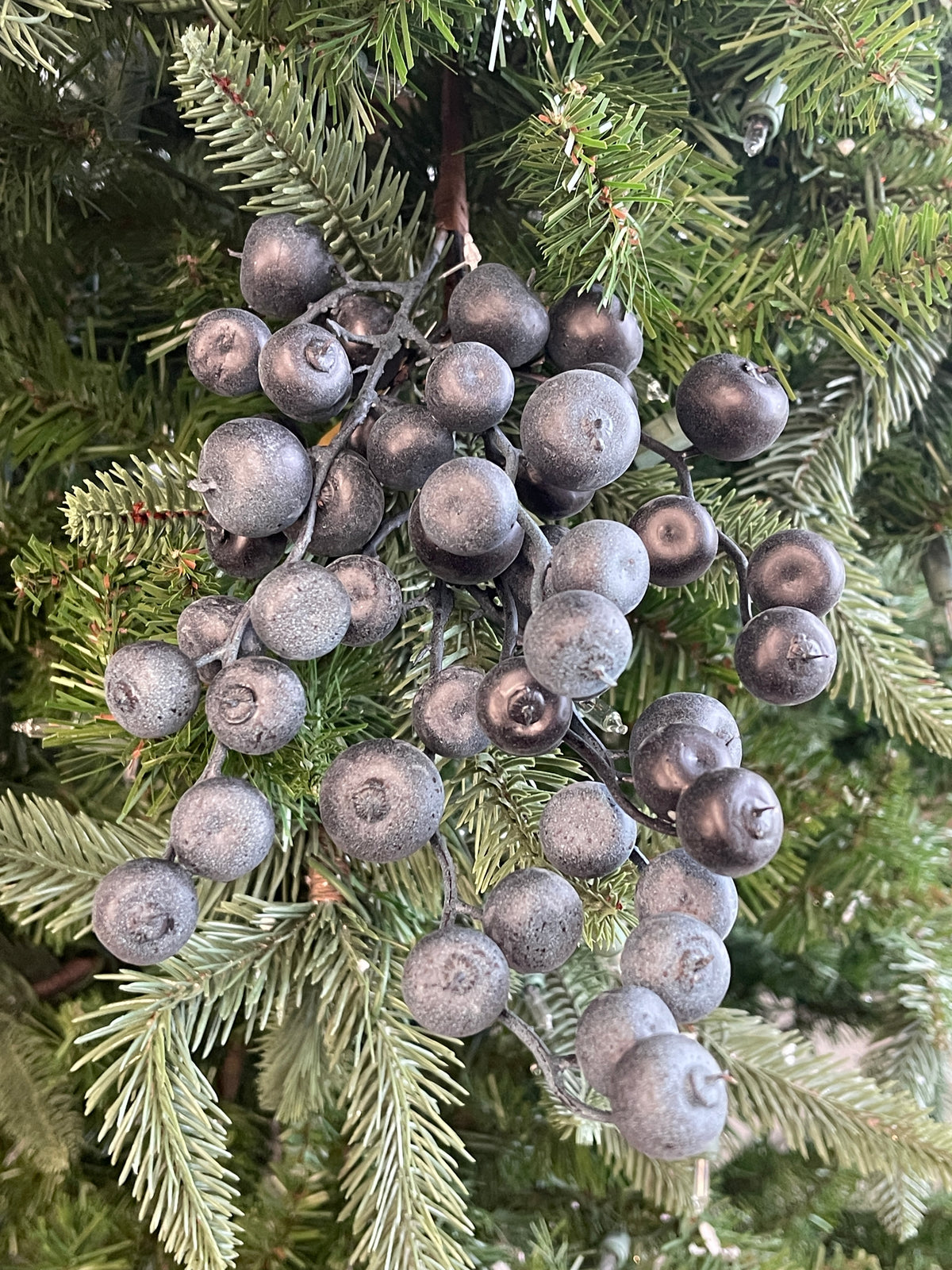 Blue Berry Pick