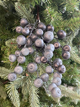 Blue Berry Pick