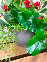 15" UV Protect Red Draping Geranium Pot-filler