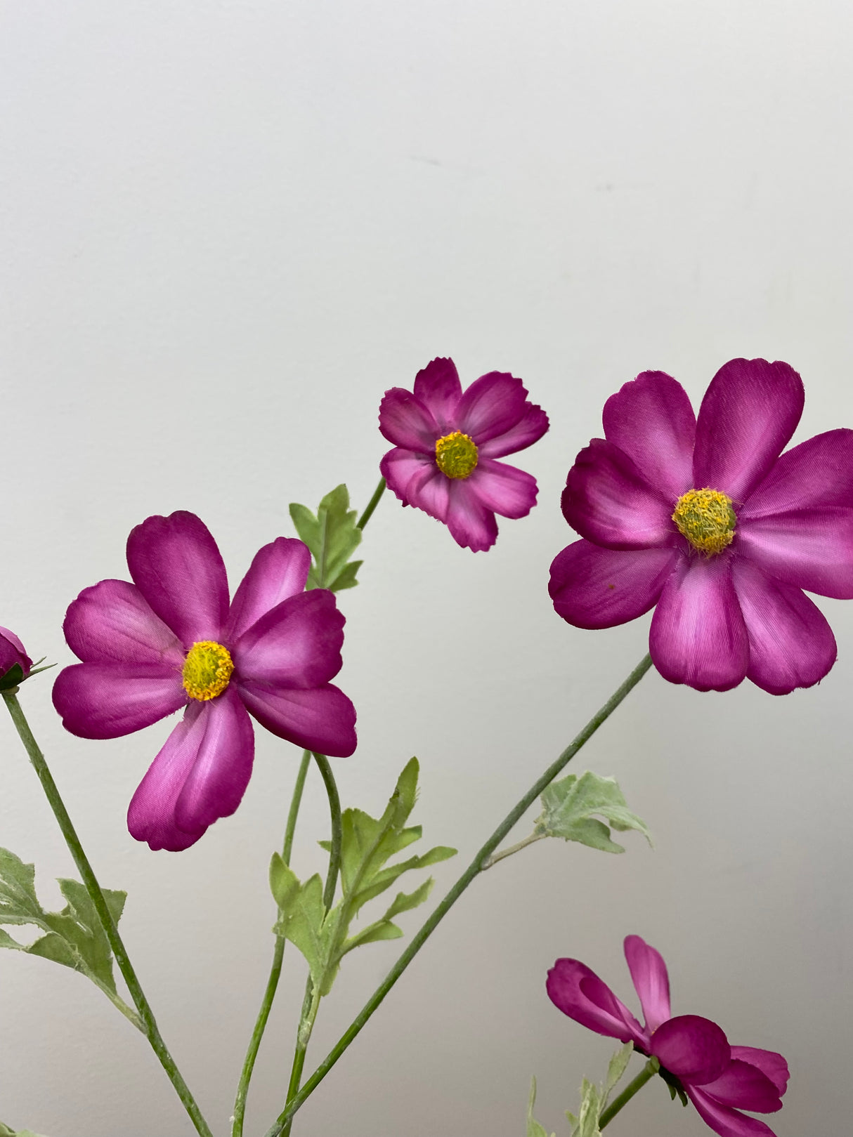 Pink Beauty Cosmos Spray