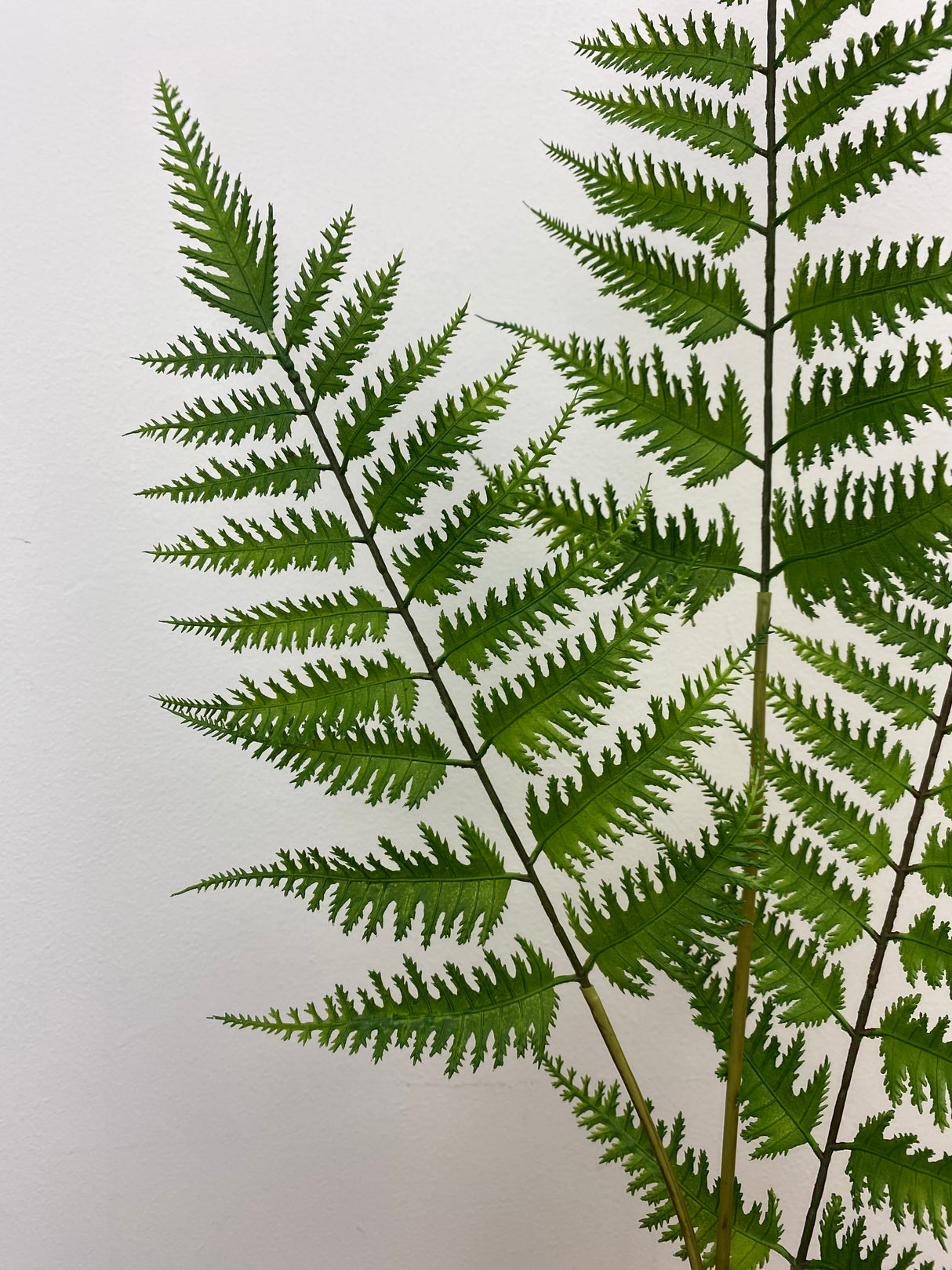 Deep Forest Fern Spray