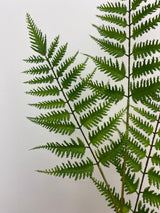 Deep Forest Fern Spray