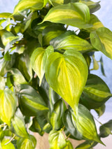 UV Protect Real Touch Philo Bush