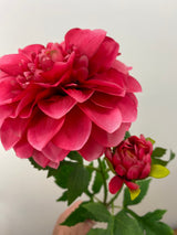 Magenta Dahlia Spray