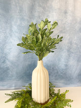 Pittosporum Spray