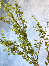 Mini Leaf Weedy Spray