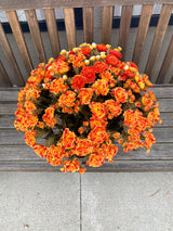 21" Fabulous Fall Mum Planter Insert