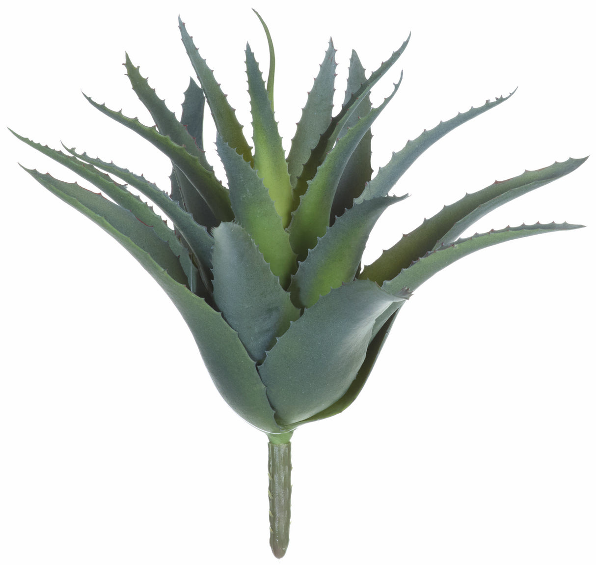 UV Protect Agave Plant