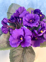 Deep Purple Violet Bush