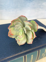 Sage & Red Echeveria Pick