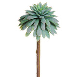 Mini Echeveria Pick Blue Gray