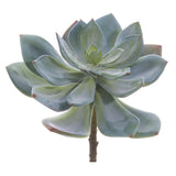 Large Echeveria Pick