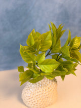 UV Protect Gardenia Leaf Bush