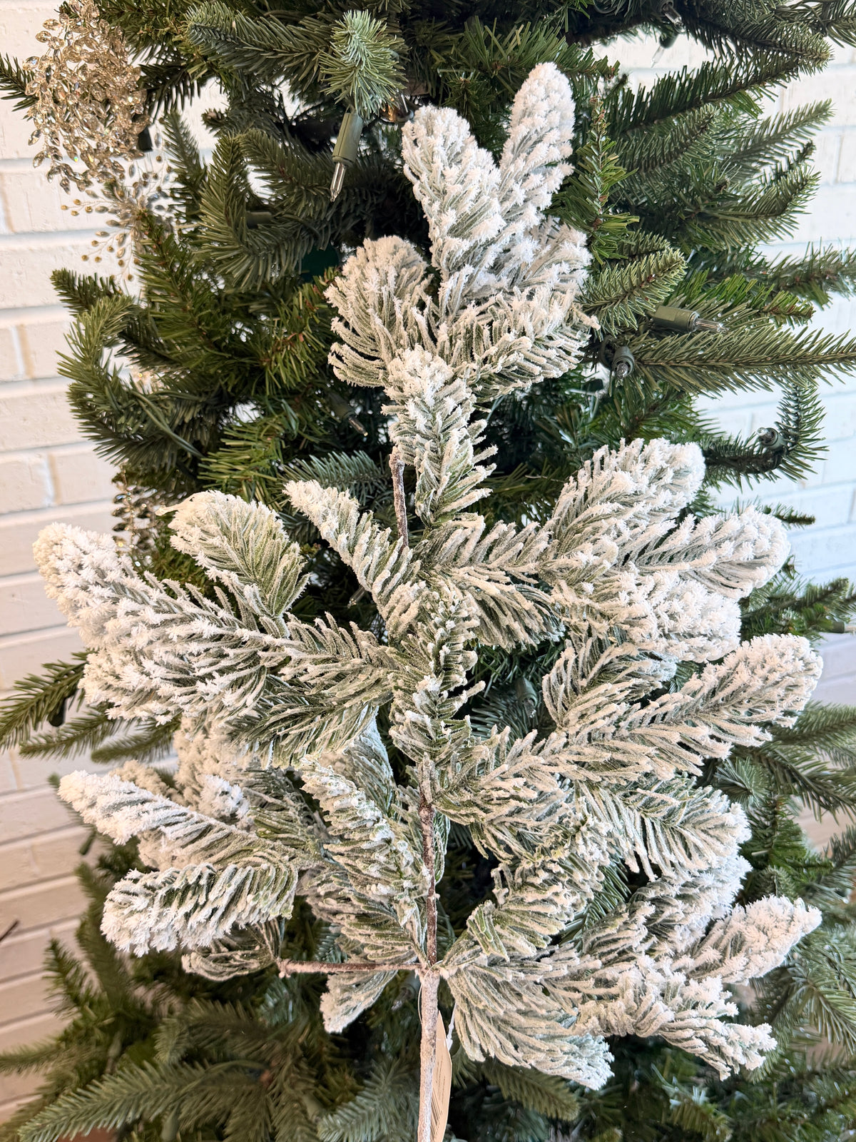 Snow Noble Pine Branch