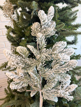 Snow Noble Pine Branch