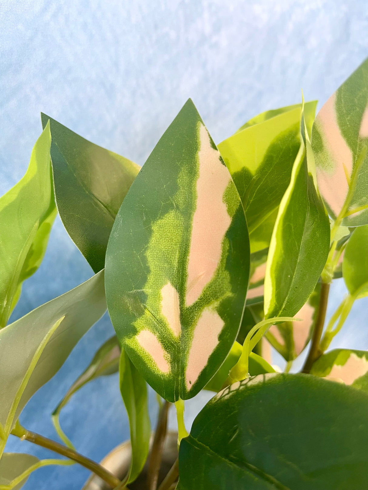 Blushing Hoya Hanging Bush