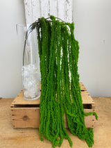 Green Soft Amaranthus Spray
