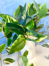 Blushing Hoya Hanging Bush