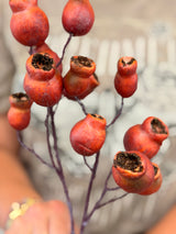 Orange Eucalyptus Pod Spray