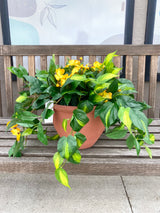 17" UV Protect Yellow Impatiens Pot Filler