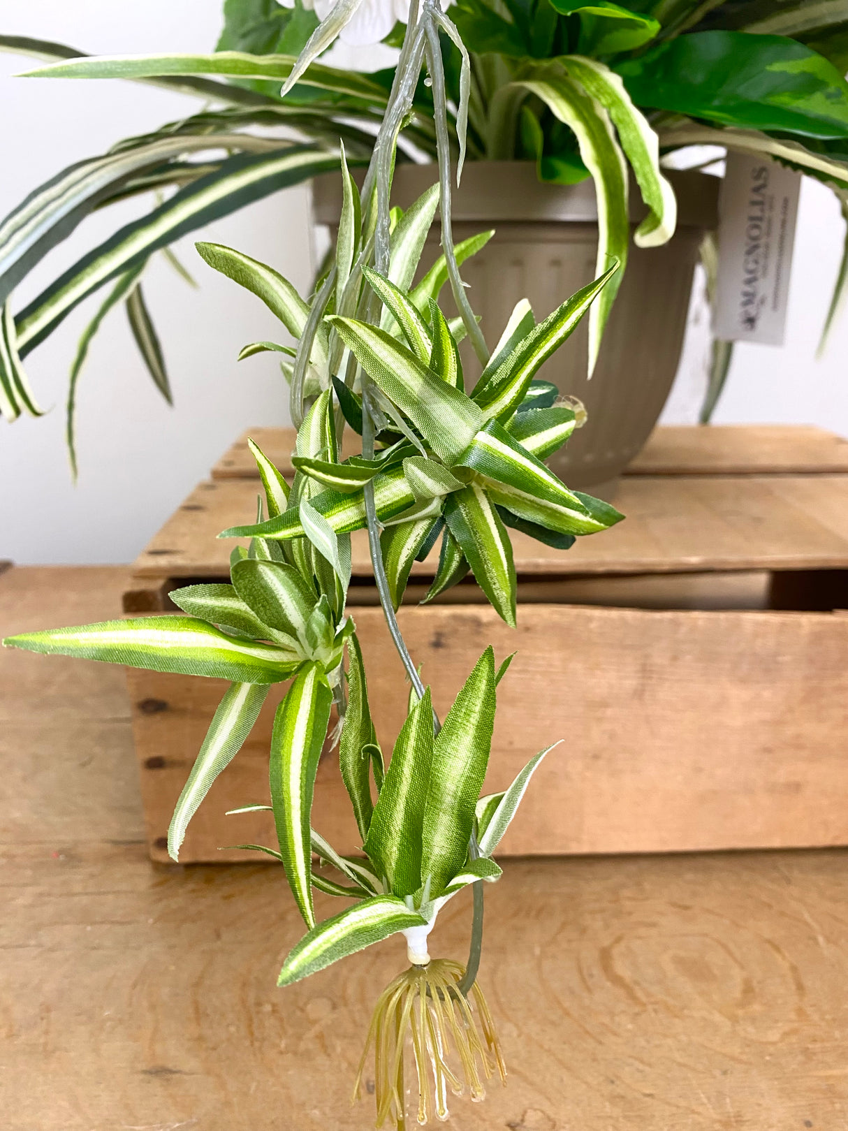 21" UV Protect Hydrangea and Spider Plant Pot-Filler