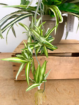 21" UV Protect Hydrangea and Spider Plant Pot-Filler