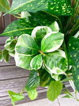 28" Restful Green Porch Pot