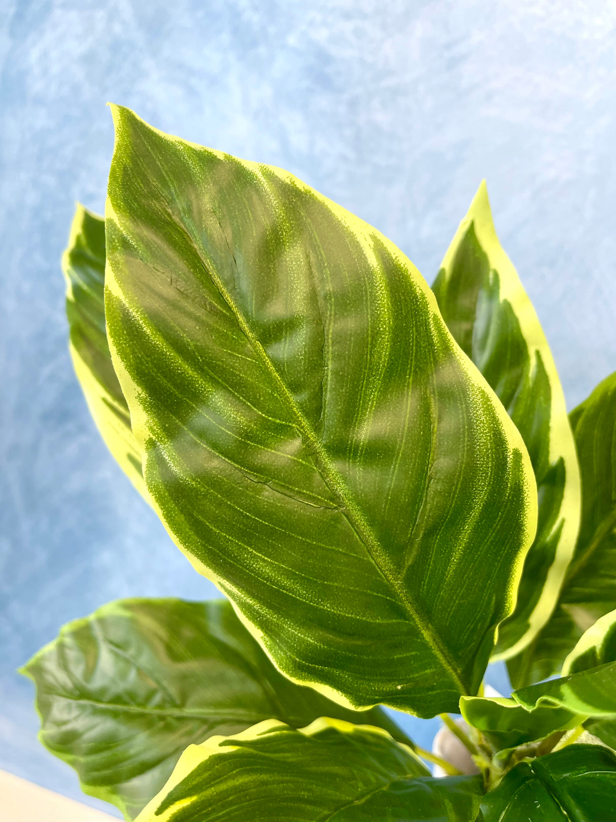 UV Protect Garden Hosta Bush