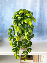 UV Protect Real Touch Philo Bush