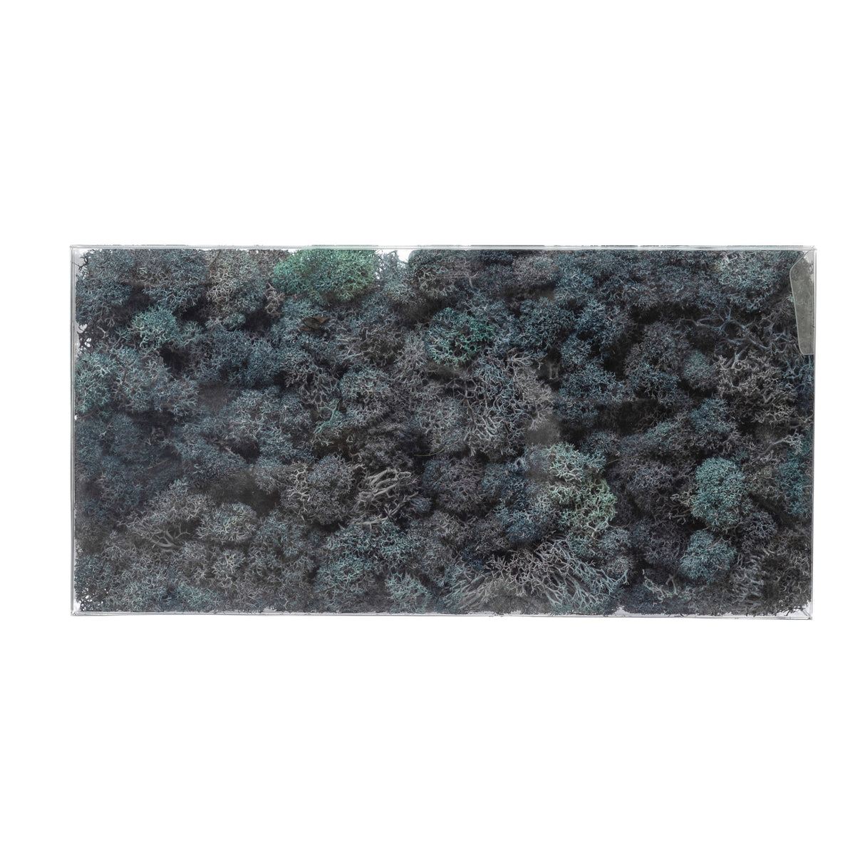 Dyed Riccia Fluitans Moss Box