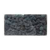 Dyed Riccia Fluitans Moss Box